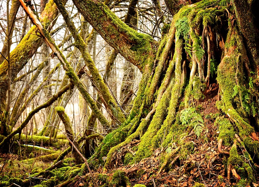 fons d’aigua d’arbre forestal, arrel, vell, arrel de l’arbre, naturalesa, registre, planta, deformes, boca, estructura, arrel antiga, podridura, decaïment, resistent, molsa, arbre, bosc, terra, creixement, tranquil·litat, tronc de l'arbre, bellesa a la natura, tronc, color verd, escena tranquil·la, cap gent, dia, escenics - natura, escena no urbana, branca, a l'aire lliure, selva tropical, 2K