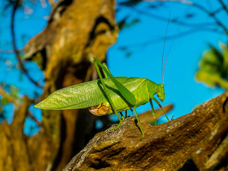 Heuschrecke, Insekt, schließen, Grün, Natur, Tier, Tierwelt, Blatt, Tierantenne, ein Tier, Tierthemen, Pflanzenteil, Nahansicht, Tiere in freier Wildbahn, Pflanze, wirbellos, Fokus auf den Vordergrund, Baum, keine Leute, Tag, grüne Farbe, draußen, Baumstamm, Ast, 4K