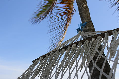 platja, hamaca, trencar, Palmera, cel, vista d’angle baix, clima tropical, naturalesa, arbre, arquitectura, cel clar, cap gent, estructura construïda, fulla de palma, dia, planta, sostre, blau, a l'aire lliure, llum solar, exterior de l'edifici, full, material de fusta, palmera de coco, arbre tropical, cargol, 5K, CC0, domini públic, lliure de regalies