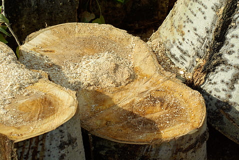 drzewa, kąpielówki, Puchar, płaskie drzewo, trociny, zbliżenie, żadnych ludzi, skupić się na pierwszym planie, dzień, Natura, martwa natura, teksturowane, skała, świeżość, drewno - materiał, solidny, wysoki kąt widzenia, jedzenie i picie, na dworze, jedzenie, drzewo, rock - obiekt, las, drzewny, Szczegół, 4K, CC0, domena publiczna, darmowe zdjęcia