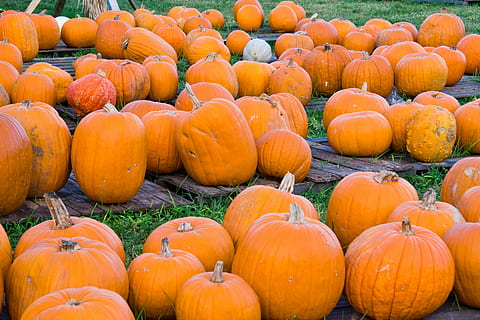 græskar, græskar patch, høst, efterår, orange, squash, sæson-, havearbejde, grøntsag, landdistrikterne, farverig, mad og drikke, mad, orange farve, stor gruppe af objekter, sund kost, landbrug, overflod, friskhed, ingen mennesker, velvære, dag, plante, halloween, udendørs, natur, fest, frugt, organisk, moden, 5K, CC0, offentligt domæne, royaltyfrie