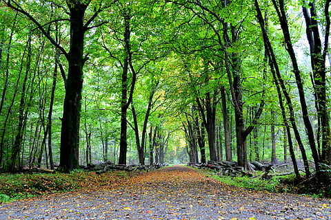 bosque, camino, arboles, naturaleza, lejos, camino forestal, estado animico, hojas, otoño, verde, perspectiva, jungla hasbruch, árbol, scenics, sendero, planta, tranquilidad, tierra, crecimiento, escena tranquila, belleza en la naturaleza, el camino a seguir, dirección, el maletero, tronco de arbol, escena no urbana, paisajes - naturaleza, color verde, día, perspectiva decreciente, nadie, al aire libre, cambio, planta de bambú, 5K, CC0, dominio público, libre de derechos