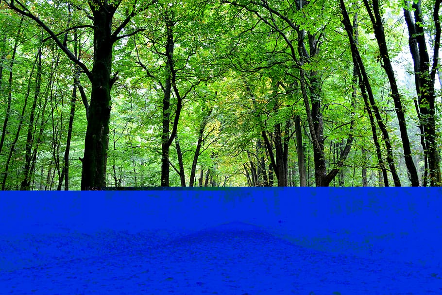 foresta, sentiero, alberi, natura, lontano, sentiero nel bosco, umore, le foglie, autunno, verde, prospettiva, jungle hasbruch, bosco, albero, Paesaggi, pianta, la tranquillità, terra, crescita, scena tranquilla, bellezza nella natura, la strada davanti, direzione, tronco, tronco d'albero, scena non urbana, scenics - natura, colore verde, giorno, prospettiva decrescente, nessuno, all'aperto, modificare, bambù - pianta, 5K