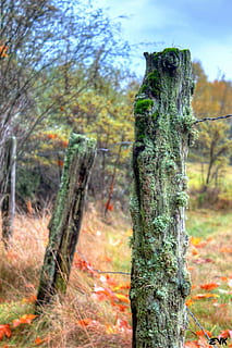 tanca, resistent, gastat, cable, fusta, vell, naturalesa, aspre, envellit, rústic, boscos, a l'aire lliure, envelliment, rural, bosc, arbres, arbre, planta, centrar-se en primer pla, tronc, tronc de l'arbre, terra, dia, cap gent, creixement, tranquil·litat, bellesa a la natura, escorça, primer pla, material de fusta, escena no urbana, textura, llum solar, 1080P, CC0, domini públic, lliure de regalies