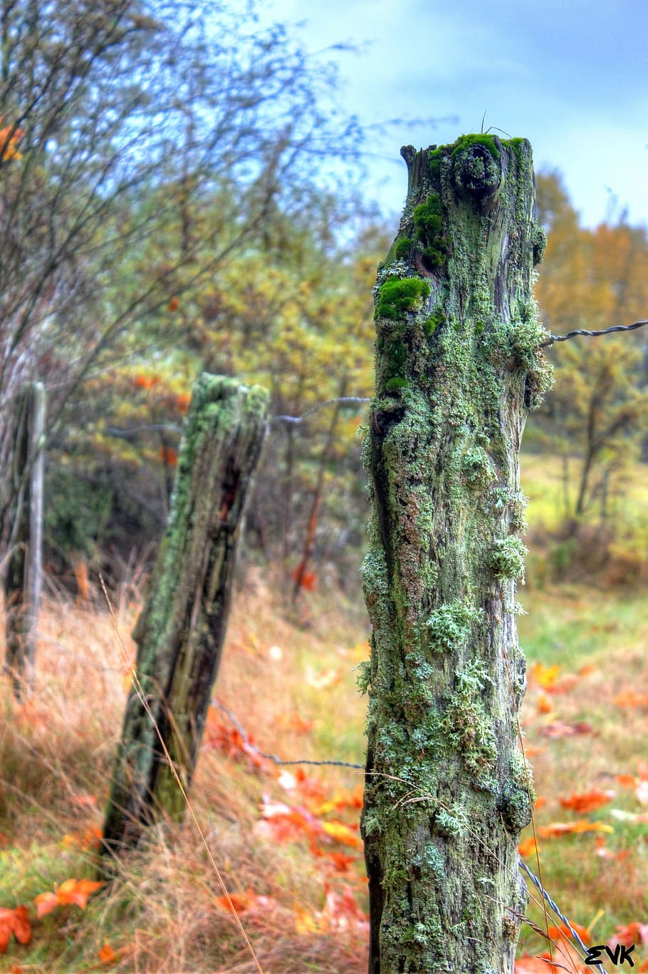 tanca, resistent, gastat, cable, fusta, vell, naturalesa, aspre, envellit, rústic, boscos, a l'aire lliure, envelliment, rural, bosc, arbres, arbre, planta, centrar-se en primer pla, tronc, tronc de l'arbre, terra, dia, cap gent, creixement, tranquil·litat, bellesa a la natura, escorça, primer pla, material de fusta, escena no urbana, textura, llum solar, 1080P
