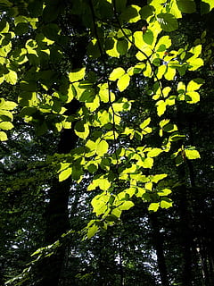 beech, tree, back light, spring, forest, green, leaves, nature, leaf, green Color, outdoors, yellow, plant, growth, plant part, low angle view, no people, beauty in nature, branch, day, tranquility, close-up, scenics - nature, land, maple leaf, 2K, CC0, public domain, royalty free