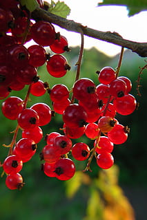Johannisbeeren, rot, Beeren, Handlung, weiche Frucht, Garten, Früchte, Obst, gesundes Essen, Lebensmittel, Pflanze, Frische, Essen und Trinken, Nahansicht, Wachstum, Natur, keine Leute, Baum, Tag, Beerenfrucht, Schönheit in der Natur, Fokus auf den Vordergrund, Wohlbefinden, hängend, Vogelbeere, draußen, Rote Johannisbeere, reif, 4K, CC0, gemeinfrei, lizenzfrei