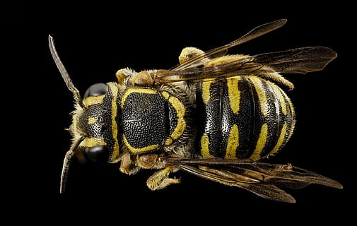 การถ่ายภาพมาโคร, สีดำ, สีเหลือง, มดตะนอย, ผึ้ง, แมโคร, แมลง, กลับ, paranthidium jugatorium, ธรรมชาติ, pollinator, การสำรวจทางธรณีวิทยาของคุณ, สัตว์ที่ไม่มีกระดูกสันหลัง, สัตว์หนึ่งตัว, พื้นหลังสีดำ, สตูดิโอยิง, ธีมสัตว์, สัตว์, ใกล้ชิด, สัตว์ป่า, สัตว์ในป่า, ส่วนของร่างกายสัตว์, ปีกสัตว์, arthropod, ตาสัตว์, ไม่มีคน, สัตววิทยา, ระยะใกล้มาก, ในบ้าน, ขาสัตว์, หัวสัตว์, การผสมเกสรดอกไม้, 1080P, CC0, โดเมนสาธารณะ, ค่าลิขสิทธิ์ฟรี