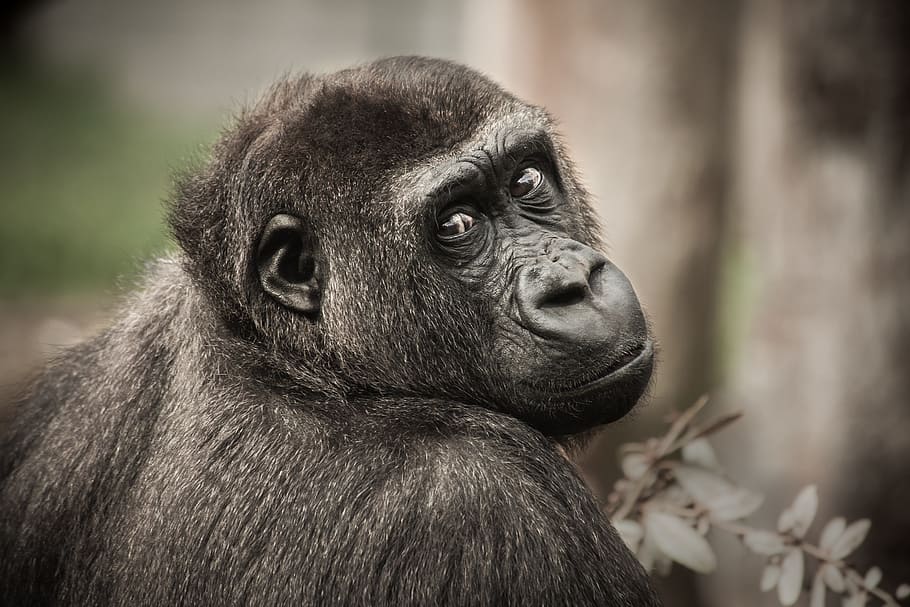 selektiv, Foto, gorilla, chimpanse, udsigt, abe, pattedyr, dyr, natur, primat, dyreliv, et dyr, dyr i naturen, portræt, leder, ingen mennesker, dyr kropsdel, tæt på, fokus på forgrunden, kigger væk, hvirveldyr, overvejelse, profilvisning, regnskov, 5K