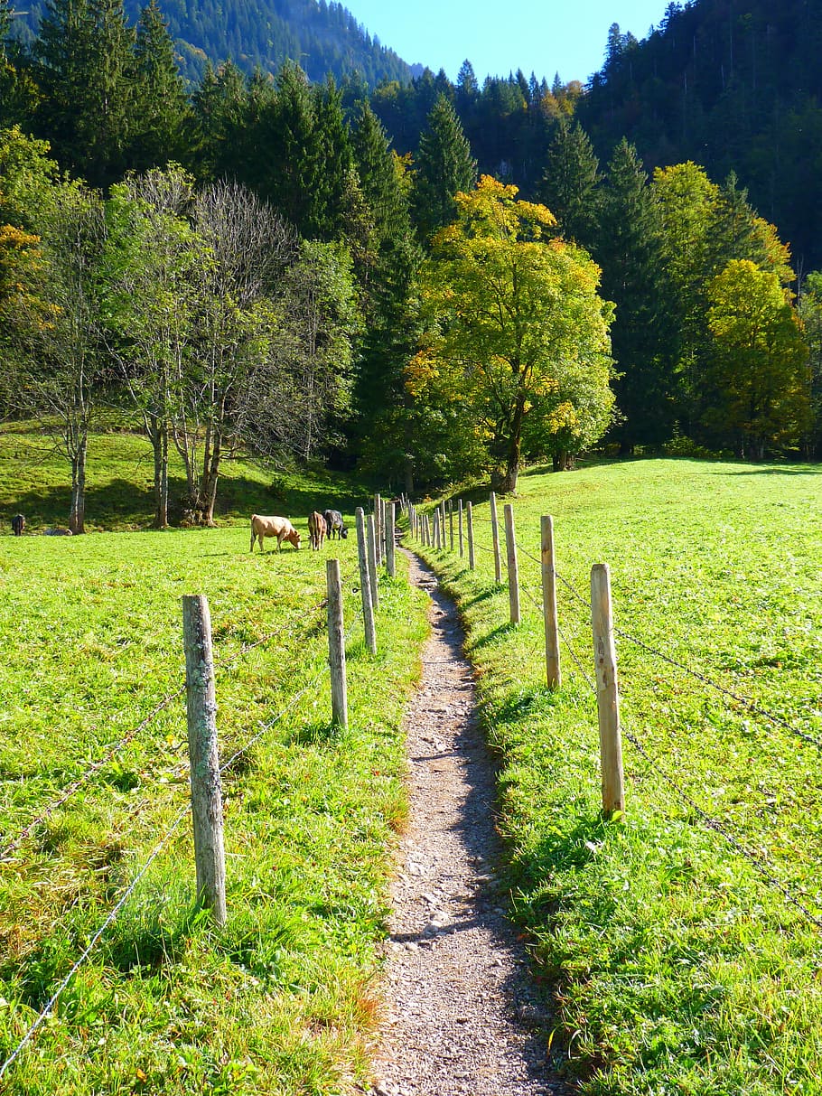 path, trail, meadow, run, nature, tree, outdoors, landscape, green Color, forest, rural Scene, grass, scenics, summer, mountain, plant, growth, tranquility, sunlight, day, land, no people, tranquil scene, beauty in nature, the way forward, field, shadow, direction, scenics - nature, grave, 4K