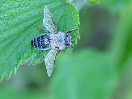 doğa, böcek, sinek, hoverfly, kapatmak, makro, bitki, yeşil renk, bitki bölümü, hayvan, Yaprak, bir hayvan, vahşi hayvanlar, hayvan yaban hayatı, insansız, hayvan temaları, omurgasız, eklembacaklılardan, eklem bacaklı, büyüme, örümcek, gün, ön plana odaklanmak, 1080P, CC0, kamu malı, telif ücretsiz