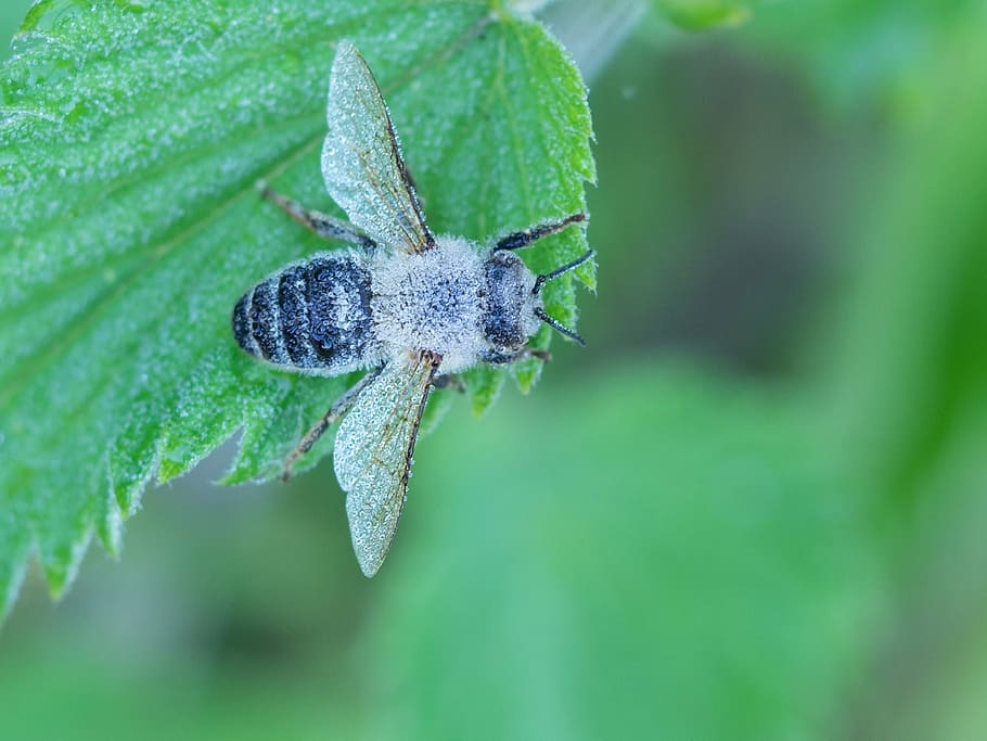 naturalesa, error, volar, hoverfly, insecte, primer pla, macro, planta, color verd, part de la planta, animal, full, un animal, animals a la natura, fauna animal, cap gent, temes d'animals, invertebrat, aràcnids, artròpode, creixement, aranya, dia, centrar-se en primer pla, 1080P