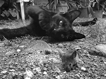 Katze, Ratte, Tiere, Säugetier, Tier, Tierthemen, Wirbeltier, Tierwelt, ein Tier, Tiere in freier Wildbahn, keine Leute, Nagetier, Land, inländisch, Haustiere, Natur, Tag, Feld, Entspannung, draußen, pflanzenfressend, 1080P, CC0, gemeinfrei, lizenzfrei