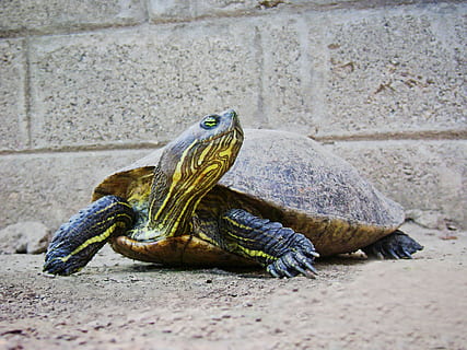 turtle, armor, neck, reptile, animal themes, animal, vertebrate, animal wildlife, one animal, animals in the wild, tortoise, no people, day, outdoors, wall - building feature, close-up, nature, shell, animal shell, rock, amphibian, focus on foreground, marine, 2K, CC0, public domain, royalty free