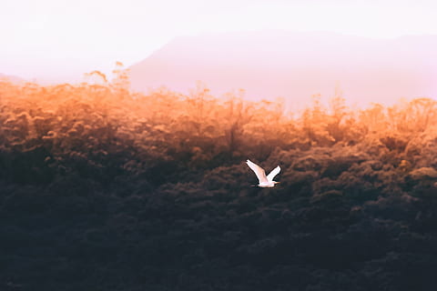 fliegender weißer Vogel, Rinderreiher, fliegend, Bäume, tagsüber, Wald, Seelen, Vogel, fliegen, Natur, Himmel, Sonnenuntergang, Flugzeug, Tierflügel, Luft, ein Tier, Tiere in freier Wildbahn, Tierthemen, keine Leute, die Flügel ausbreiten, in der Luft, Tier, Schönheit in der Natur, Pflanze, Tierwelt, Wirbeltier, Fokus auf den Vordergrund, draußen, Baum, Tag, Land, 4K, CC0, gemeinfrei, lizenzfrei