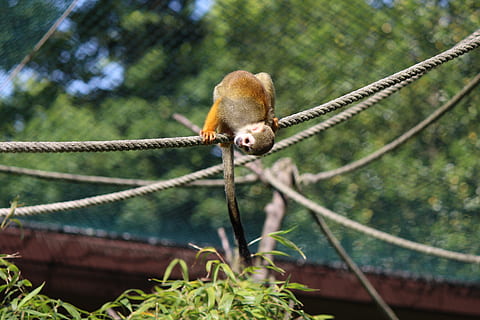 egern abe, abe, capuchin-lignende, saimiri, äffchen, nysgerrig, tierpark bochum, plante, dyre temaer, fokus på forgrunden, et dyr, dyreliv, dyr i naturen, ingen mennesker, dyr, træ, dag, natur, pattedyr, primat, hvirvelløse, hvirveldyr, vækst, metal, udendørs, tæt på, 5K, CC0, offentligt domæne, royaltyfrie