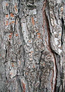 escorça, troco, pi, textura, fusta, marc complet, fons, tronc de l'arbre, tronc, arbre, primer pla, cap gent, patró, aspre, planta, escorça de la planta, creixement, dia, patró natural, material de fusta, a l'aire lliure, naturalesa, resistent, efecte texturat, condició natural, 1080P, CC0, domini públic, lliure de regalies