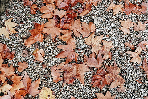 marchit, marró, maple, fulles, fulles seques marrons, tardor, fulla d'auró, caient, caure, full, canvi, part de la planta, dia, vista d’angle alt, naturalesa, cap gent, sec, terra, camp, abundància, directament a sobre, gran grup d'objectes, bellesa a la natura, marc complet, a l'aire lliure, fons, condició natural, col·lecció de tardor, 4K, CC0, domini públic, lliure de regalies
