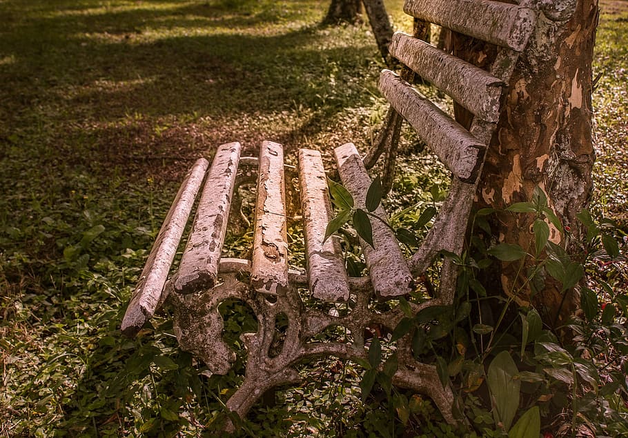 banco, descanso, tranquilidad, granja, paisaje, naturaleza brasil, Brasil, planta, hierba, día, naturaleza, crecimiento, nadie, tierra, color verde, árbol, vista de alto ángulo, parte de la planta, campo, metal, al aire libre, hoja, antiguo, material de madera, oxidado, luz del sol, de cerca, 1080P