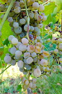 hrozny, acini, chomáč, růst, rostlina, Zdravé stravování, ovoce, jídlo a pití, svěžest, jídlo, detail, nikdo, den, krása v přírodě, hroznů, blahobyt, Příroda, zemědělství, strom, zelená barva, list, vinice, venku, zralý, dělání vína, 1080P, CC0, veřejná doména, bez autorských práv