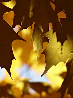 Blätter, Laubfall, Gold, Gelb, Blatt, fallen, Herbst, Gold, Gelb, Jahreszeit, Natur, Oktober, Baum, draußen, Wald, Pflanze, Ahornbaum, orange Farbe, keine Leute, Hintergründe, Farbbild, lebendige Farbe, braun, mehrfarbig, Nahansicht, Fledermaus - Tier, Pflanzenteil, Schönheit in der Natur, Wachstum, Sonnenlicht, Fokus auf den Vordergrund, Tag, Verletzlichkeit, Zerbrechlichkeit, Veränderung, Ahornblatt, Blütenblatt, 4K, CC0, gemeinfrei, lizenzfrei