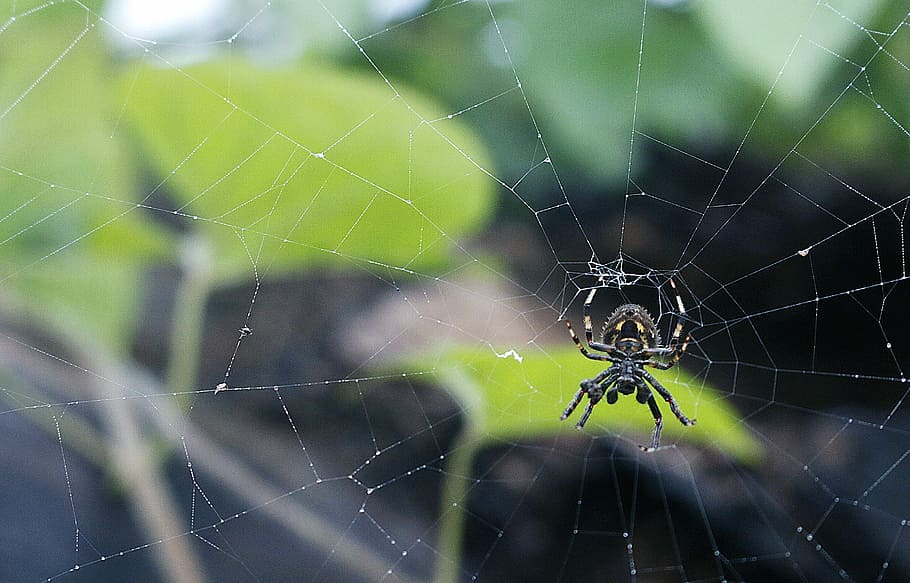 schwarz, grau, Spinne, Netz, Spinnennetz, Blatt, Pflanze, Grün, Tierthemen, Tier, wirbellos, ein Tier, Zerbrechlichkeit, Tierwelt, Nahansicht, Tiere in freier Wildbahn, Spinnentier, Gliederfüßer, Insekt, Fokus auf den Vordergrund, Überleben, keine Leute, Verletzlichkeit, Tierbein, Tierkörperteil, Natur, draußen, Komplexität, giftig, Bein, 5K