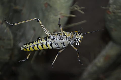 cavalletta, insetto, cricket, natura, locusta, finestra, bug sulla finestra, grandi bug, scarafaggio, bug bianco, bianca, naturale, insetto della fauna selvatica, catena alimentare, ambiente, vita, preda, all'aperto, temi animali, un animale, fauna selvatica, animale, animali allo stato selvatico, invertebrato, avvicinamento, nessuno, parte del corpo animale, concentrarsi sulle conoscenze acquisite, acqua, giorno, messa a fuoco selettiva, arto, zoologia, giallo, macro, velenoso, 1080P, CC0, dominio pubblico, privo di copyright