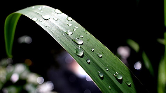 foglia, stagno, riflessi, iris, pioggia, calma, luce, sole, rilassante, acqua, natura, bagnato, far cadere, all'aperto, verde, ambiente, flora, rugiada, pianta, macro, colore verde, avvicinamento, goccia di pioggia, freschezza, bellezza nella natura, primavera, liquido, sfondi, crescita, erba, nessuno, parte vegetale, concentrarsi sulle conoscenze acquisite, filo d'erba, giorno, messa a fuoco selettiva, purezza, 1080P, CC0, dominio pubblico, privo di copyright