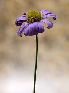 flower, small, macro, violet, spring, flowering plant, vulnerability, fragility, plant, beauty in nature, freshness, close-up, petal, flower head, inflorescence, growth, purple, plant stem, focus on foreground, nature, no people, day, outdoors, pollen, sepal, 2K, CC0, public domain, royalty free