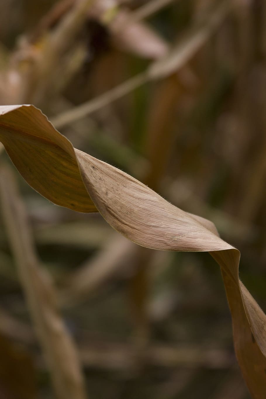 Mais, Gelb, Orange, Nahansicht, vetegarianskij, Gemüse, Herbst, Ernte, das Ohr, Bauernhof, Landwirtschaft, Gemüsegarten, trocken, Vegetarismus, Kolben, Sommer-, Pflanze, Wachstum, Schönheit in der Natur, keine Leute, Fokus auf den Vordergrund, Natur, Verletzlichkeit, Zerbrechlichkeit, Blume, Tag, blühende Pflanze, selektiver Fokus, Frische, Blütenblatt, draußen, Blütenkopf, Blütenstand, Pflanzenstamm, Ruhe, 5K