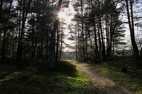 camí forestal, carril, bosc, llum de fons, lluny, raig de sol, humor, atmosfera, arbre, planta, terra, tranquil·litat, bellesa a la natura, naturalesa, llum solar, sol, creixement, escena tranquil·la, dia, cel, escena no urbana, cap gent, flare de la lent, tronc de l'arbre, escenics - natura, a l'aire lliure, brillant, streaming, ruta, 1080P, CC0, domini públic, lliure de regalies