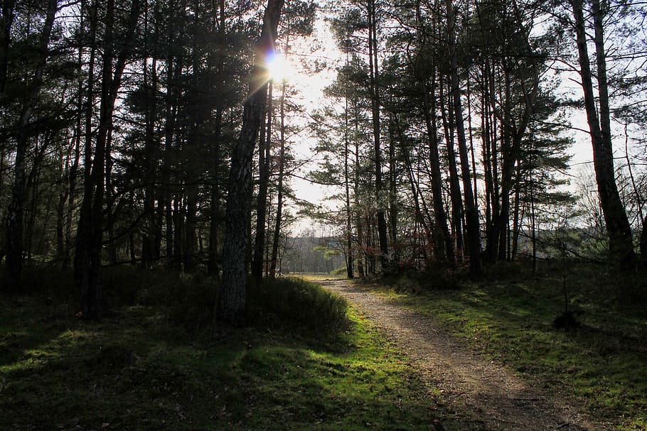 camí forestal, carril, bosc, llum de fons, lluny, raig de sol, humor, atmosfera, arbre, planta, terra, tranquil·litat, bellesa a la natura, naturalesa, llum solar, sol, creixement, escena tranquil·la, dia, cel, escena no urbana, cap gent, flare de la lent, tronc de l'arbre, escenics - natura, a l'aire lliure, brillant, streaming, ruta, 1080P