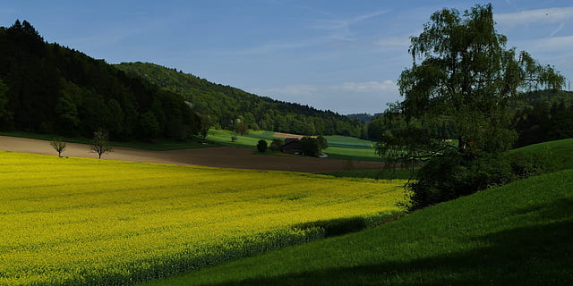 landscape, nature, fields, trees, oilseed rape, plant, green color, tree, beauty in nature, scenics - nature, tranquil scene, grass, environment, growth, field, tranquility, land, sky, day, mountain, no people, non-urban scene, cloud - sky, 5K, CC0, public domain, royalty free