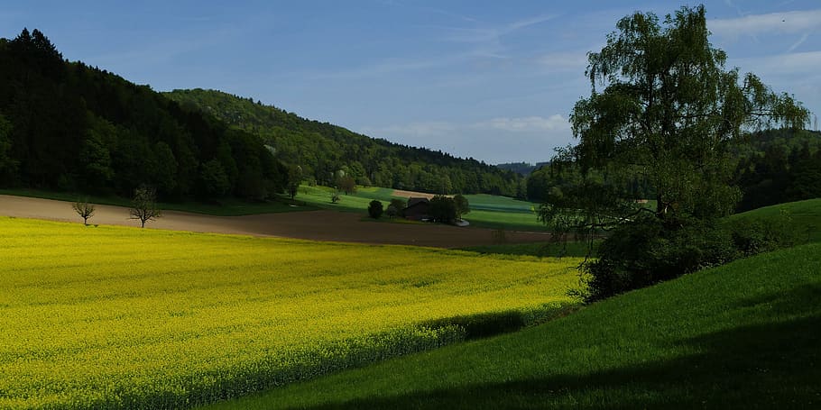 Landschaft, Natur, Felder, Bäume, Raps, Pflanze, grüne Farbe, Baum, Schönheit in der Natur, Szenen - Natur, ruhige Szene, Gras, Umgebung, Wachstum, Feld, Ruhe, Land, Himmel, Tag, Berg, keine Leute, Nicht-städtische Szene, wolke - himmel, 5K