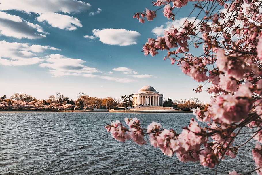 tæt, Foto, kirsebær, blomster, legeme, vand, lyserød, hvid, havepavillon, træ, blomst, bygning, kirsebær blomst, blå, overskyet, sollys, dk cherry blossom, jefferson mindesmærke, Washington DC, dc, blomstre, arkitektur, bygning udvendig, plante, bygget struktur, blomstrende plante, himmel, natur, skønhed i naturen, lyserød farve, forår, friskhed, rejsemål, dag, afdeling, ingen mennesker, udendørs, Kirsebærtræ, 5K