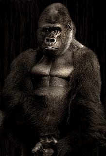 negru gorilă, gorilă, Silverback, maimuţă, argintiu gri, puternic, impozant, dominant, mamifer, animal, blană, lider, mare, negru, rău, gândire, arhiepiscop, portret, animale sălbatice, un animal, privind camera, oameni, in cautarea, ședință, animale vertebrate, animale în sălbăticie, vedere din față, zi, Fundal negru, 2K, CC0, domeniu public, fără drepturi de autor