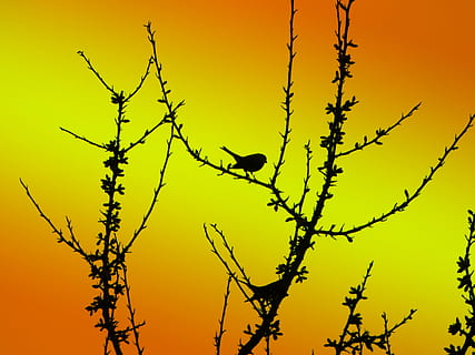fugl, profil, grener, skygge, profilert, bakgrunn, natur, tre, gren, dyreliv, dyr, utendørs, solnedgang, silhouette, virveldyr, dyr i naturen, dyre temaer, anlegg, himmel, ingen folk, ett dyr, skjønnhet i naturen, oransje farge, perching, 4K, CC0, offentlig domene, opphavsrett gratis