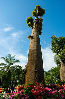 árvore, registro, haste, haste mais espessa, céu, Palmeira, nuvem - céu, visão de baixo ângulo, dia, plantar, natureza, crescimento, clima tropical, flor, planta com flores, ninguém, tronco de árvore, tronco, alto - alto, ao ar livre, beleza na natureza, luz solar, arquitetura, palmeira de coco, 2K, CC0, domínio público, royalty free