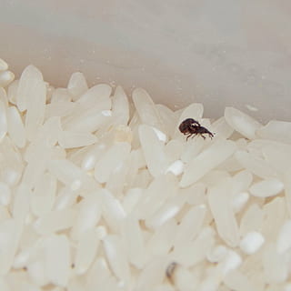 erro, inseto, animais, arroz, macro, temas animais, um animal, invertebrado, animal, animais em estado selvagem, animais selvagens, fechar-se, cor branca, mosca, beleza na natureza, flor, ninguém, pétala, frescura, planta com flores, fragilidade, plantar, vulnerabilidade, cabeça de flor, asa animal, polinização, 2K, CC0, domínio público, royalty free