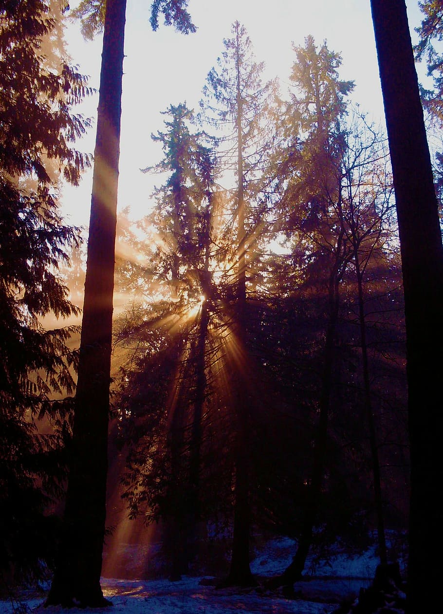 bosc, llum, criatura, pi, naturalesa, arbre, planta, cel, terra, tronc de l'arbre, tronc, llum solar, sol, bellesa a la natura, raig de sol, tranquil·litat, creixement, cap gent, flare de la lent, escena tranquil·la, escenics - natura, posta de sol, a l'aire lliure, streaming, brillant, 1080P