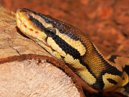 Snake, Ball Python, Cute, python, constrictor, beauty, reptile, scale, close, python regius, creature, one animal, animal wildlife, animals in the wild, animal scale, animal themes, animal, close-up, vertebrate, animal body part, sign, no people, communication, nature, poisonous, warning sign, natural pattern, day, animal markings, animal head, outdoors, zoo, animal eye, 2K, CC0, public domain, royalty free