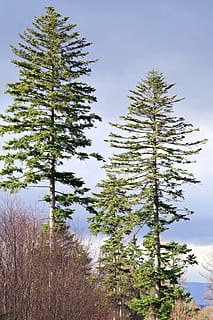 pin, Munte, munţi, copac, înalt, pădure, natură, la curtea din, nimeni, peisaj, plantă, creştere, frumusețe în natură, liniște, cer, o scenă liniștită, nici o persoana, zi, teren, scenă non-urbană, scenice - natura, în aer liber, mediu inconjurator, Culoarea verde, iarbă, temperatura rece, nor - cer, iarnă, Brad, conifer, 5K, CC0, domeniu public, fără drepturi de autor