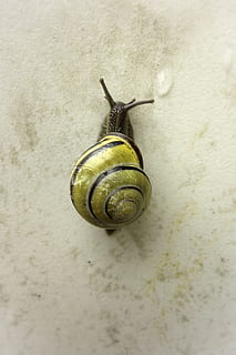 cargol, closca, animal, cargol, shell, closca d’animals, mol·lusc, naturalesa, macro, primer pla, gasteròpode, lent, viscós, rastreig, un animal, temes d'animals, cap gent, invertebrat, fauna animal, animals a la natura, avorriment, insecte, part del cos dels animals, funció de construcció de parets, dia, antena animal, vista d’angle alt, a l'aire lliure, petit, 2K, CC0, domini públic, lliure de regalies