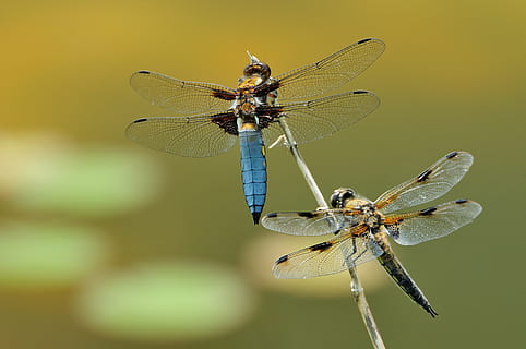 superficiale, fotografia a fuoco, blu, Marrone, libellule, macro, libellula, insetto, temi animali, fauna selvatica, un animale, animali allo stato selvatico, avvicinamento, natura, giorno, damselfly, nessuno, animale, ala animale, invertebrato, bellezza nella natura, zoologia, parte del corpo animale, appollaiati, concentrarsi sulle conoscenze acquisite, all'aperto, ingrandimento, piccolo, occhio animale, 4K, CC0, dominio pubblico, privo di copyright