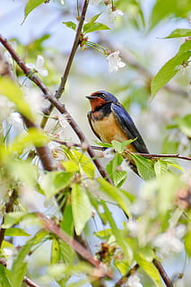 Scheune schlucken, schlucken, Vogel, Frühling, ein Tier, Tierthemen, Tier, Tierwelt, Wirbeltier, Tiere in freier Wildbahn, Pflanze, hocken, Ast, Baum, Blatt, keine Leute, Pflanzenteil, selektiver Fokus, Tag, Natur, Wachstum, Schönheit in der Natur, grüne Farbe, draußen, 2K, CC0, gemeinfrei, lizenzfrei