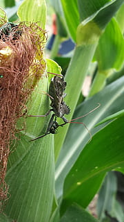 kukurydza, niwa, owad, pluskwa, błąd koła, błąd zabójcy, reduviidae, hemiptera, zwierzę, zwierzęca przyroda, tematy zwierzęce, liść, zwierzęta na wolności, bezkręgowy, część rośliny, jedno zwierzę, zielony kolor, zbliżenie, Natura, dzień, roślina, żadnych ludzi, wzrost, skupić się na pierwszym planie, na dworze, piękno natury, zoologia, 4K, CC0, domena publiczna, darmowe zdjęcia