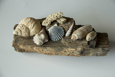 schelpen, schelp, spiraal, clam, schulp, strand, zee, natuur, achtergronden, studio opname, binnenshuis, eten en drinken, geen mensen, voedsel, grijze achtergrond, grijs, variatie, witte achtergrond, detailopname, stilleven, zeeschelp, versheid, solide, keuze, groep objecten, steen - object, uitknippen, welzijn, geschiedenis, 5K, CC0, publiek domein, royaltyvrij