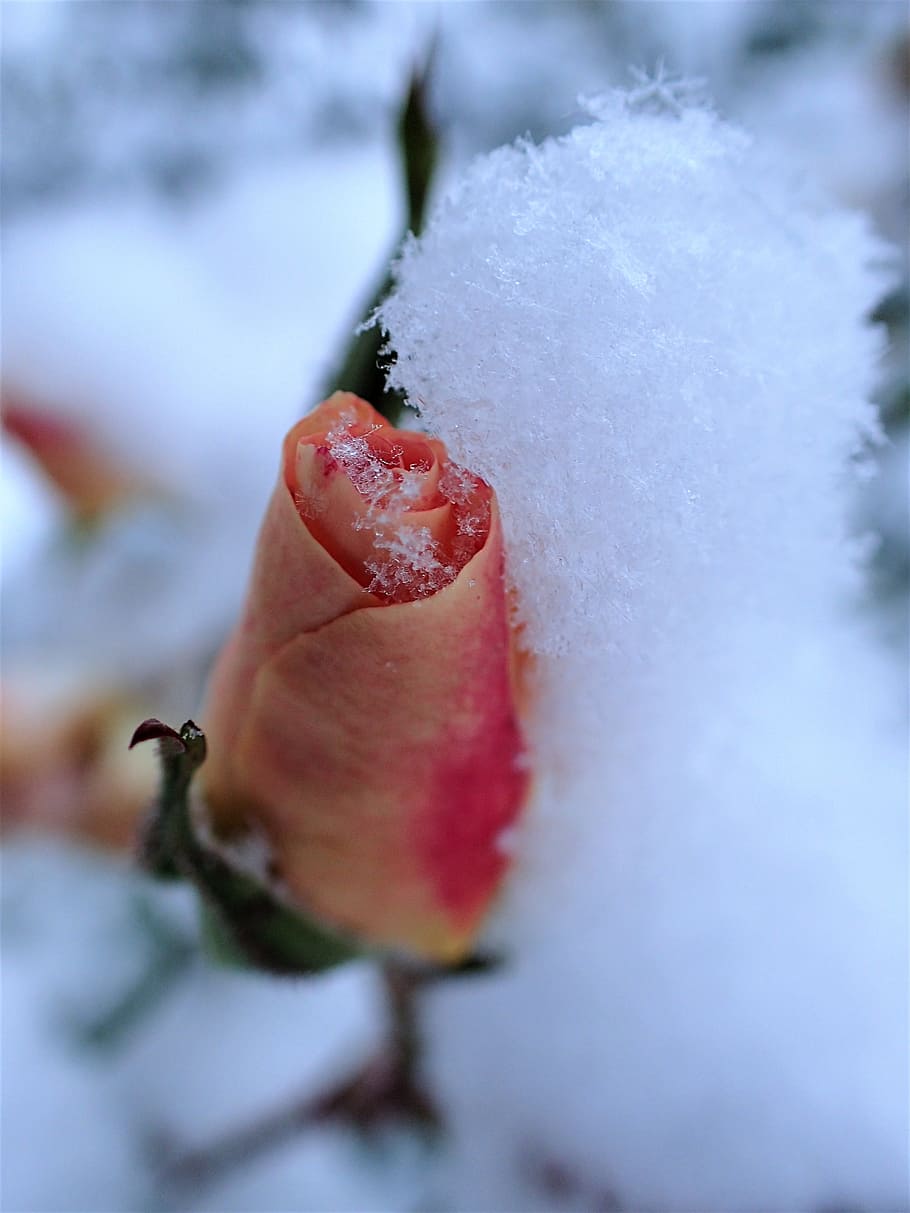 Rose, vinter, sne, kold temperatur, frugt, sund kost, tæt på, Frosset, mad, mad og drikke, plante, selektiv fokusering, bærfrugt, dag, natur, friskhed, ingen mennesker, rød, is, skønhed i naturen, udendørs, moden, blomst, 4K
