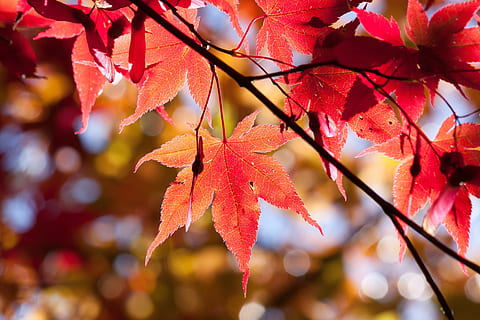 maple leaves, maple, autumn, leaf, red, leaves, coloring, bright, fall color, colorful, nature, back light, bokeh, japan, plant part, change, plant, tree, beauty in nature, branch, maple leaf, no people, close-up, focus on foreground, maple tree, orange color, day, outdoors, growth, autumn collection, natural condition, 4K, CC0, public domain, royalty free