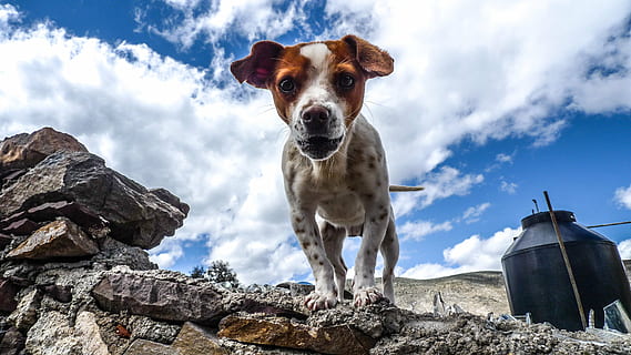 animal, caní, ennuvolat, contenidor, la llum del dia, gos, nacional, medi ambient, paisatge, poc, tir en angle baix, mamífer, a l'aire lliure, parc, mascota, rock, escènic, vista, pedra, estiu, fusta, un animal, temes d'animals, animals domèstics, mascotes, mirant la càmera, retrat, núvol - cel, vertebrats, cel, vista d’angle baix, rock - object, sòlid, naturalesa, dia, cap gent, jack russell terrier, 4K, CC0, domini públic, lliure de regalies